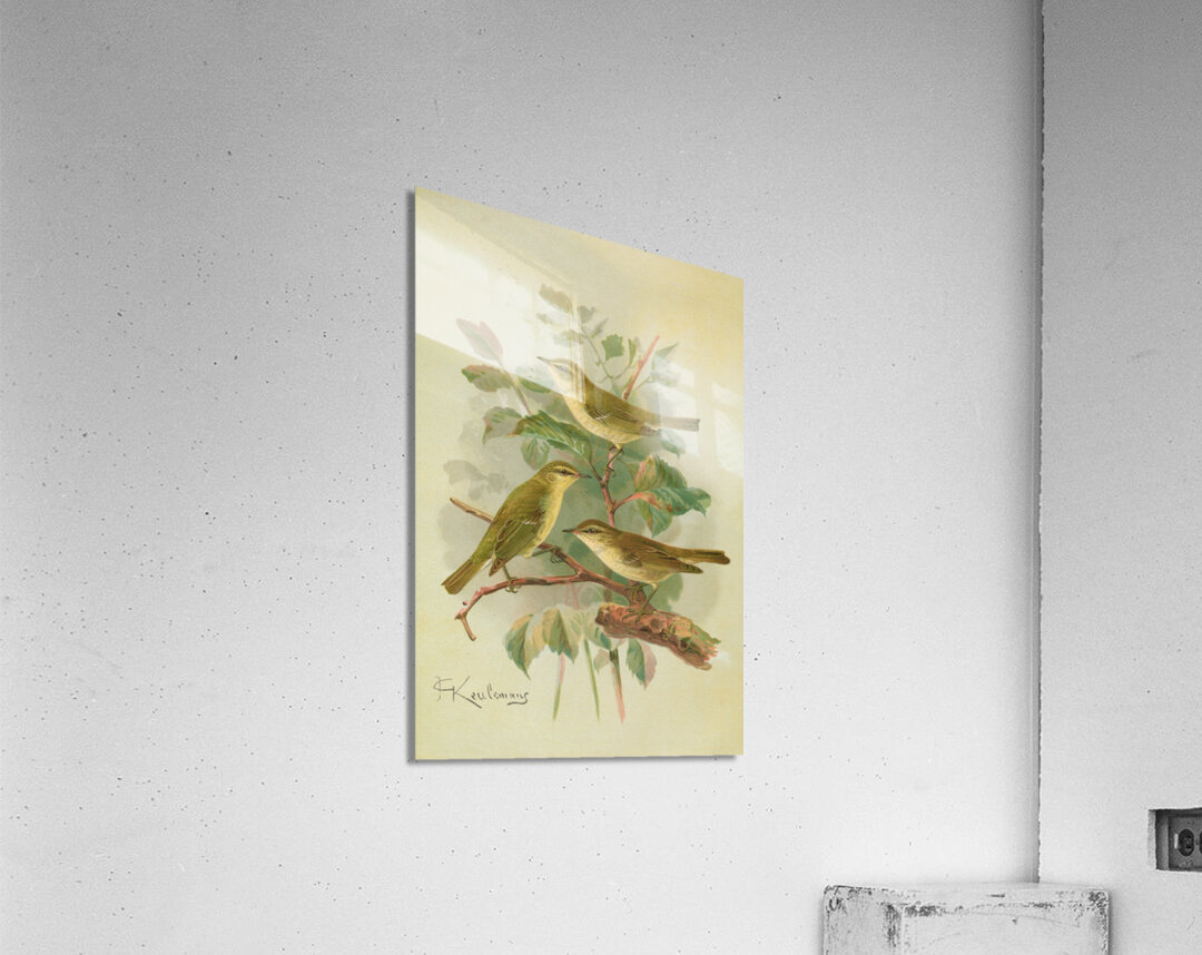 Phylloscopus viridanus. Nitidus. Borealis by Johann Friedrich Naumann [1780–1857] Acrylic Print