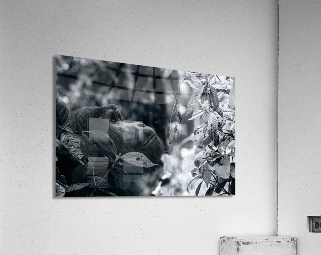 Lookin to the Sky B&W Acrylic Print