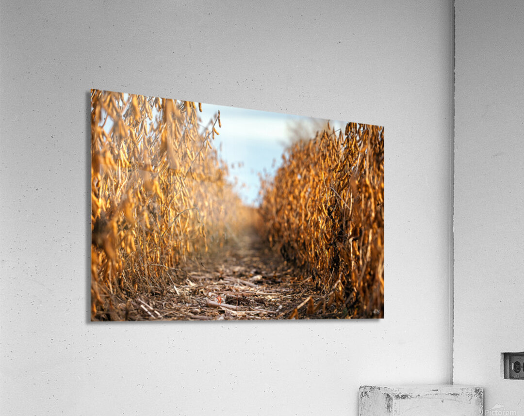 Solitude seche Acrylic Print