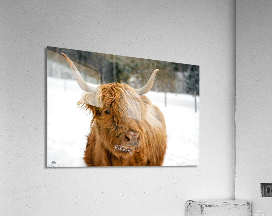 Ginette Acrylic Print