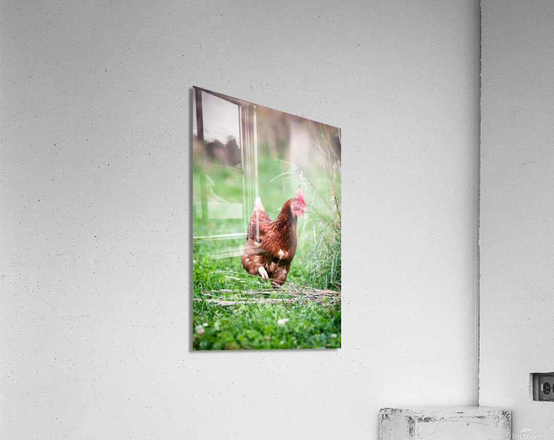 Criquette Acrylic Print