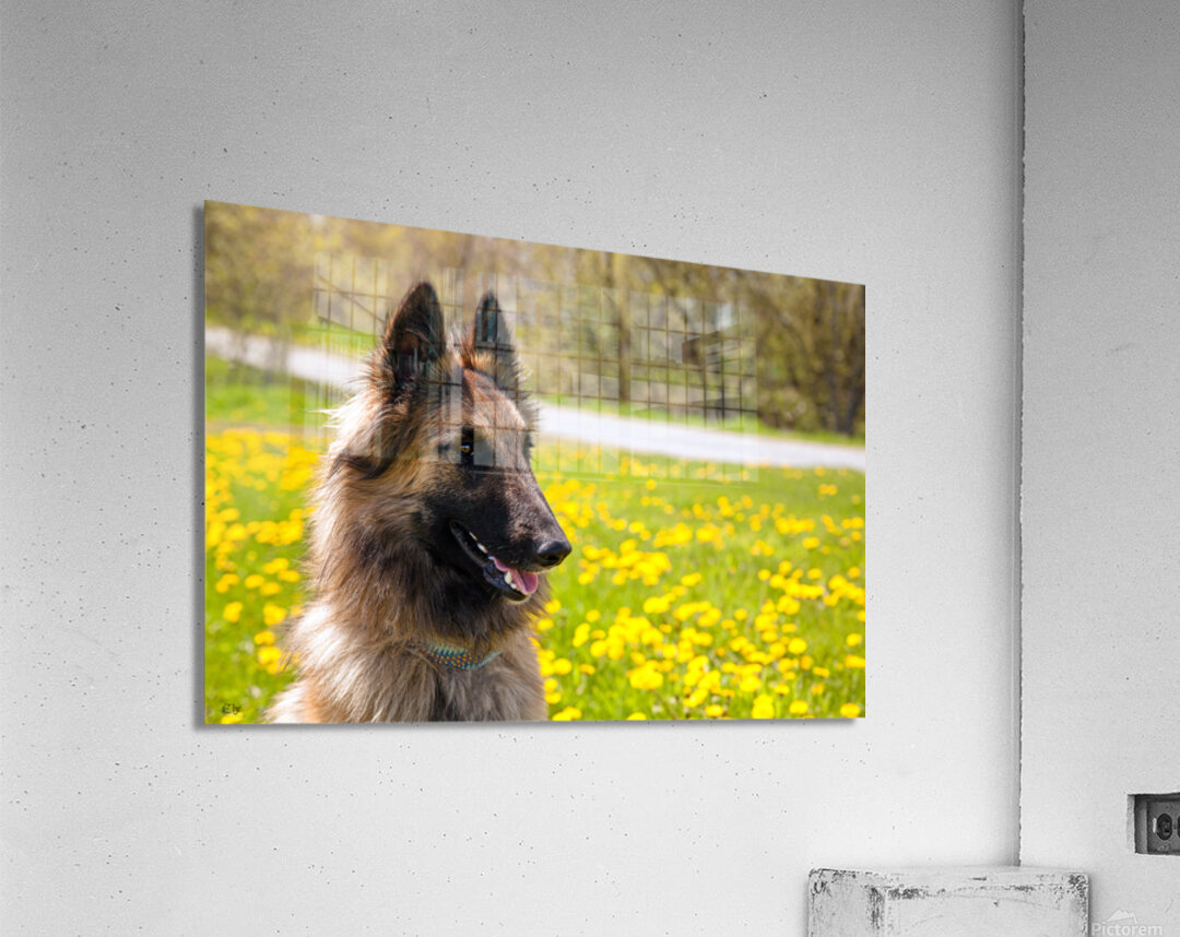 Athena Acrylic Print