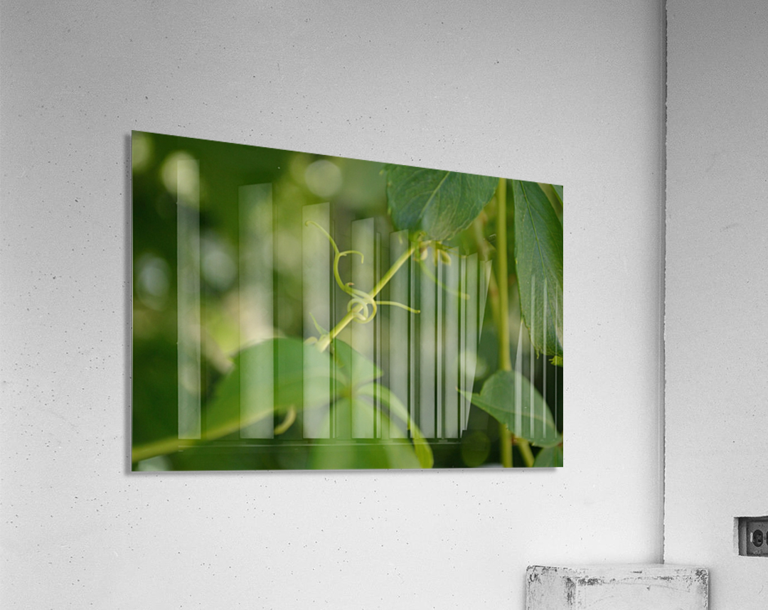 Virginia Creeper Vine Acrylic Print