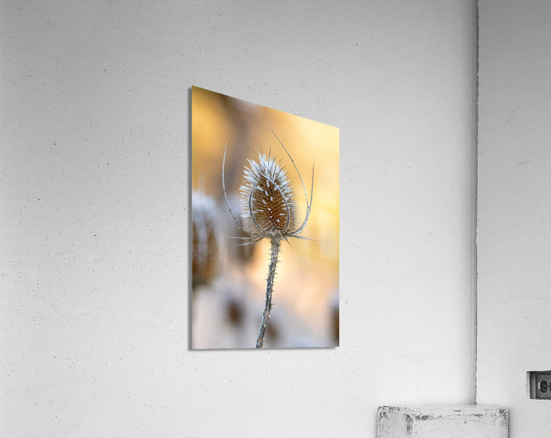 Closeup macro shot of a thistle flower covered by beautiful ice crystals  Acrylic Print