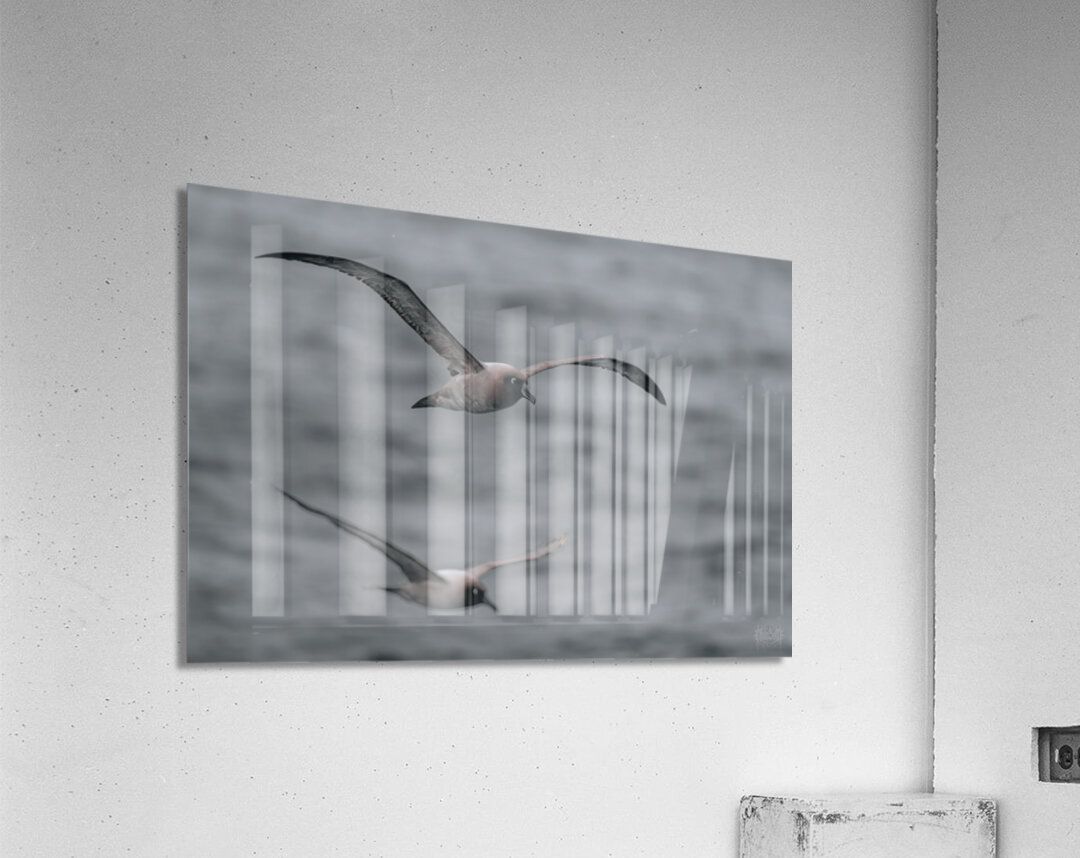 Jessica Albatross Acrylic Print