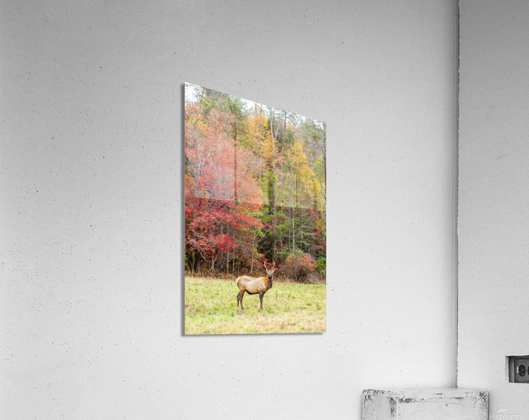 Bull Elk in Cataloochee Valley in North Carolina   Acrylic Print