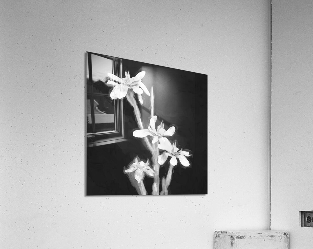 African Iris Morea Dietes X12 1 Acrylic Print