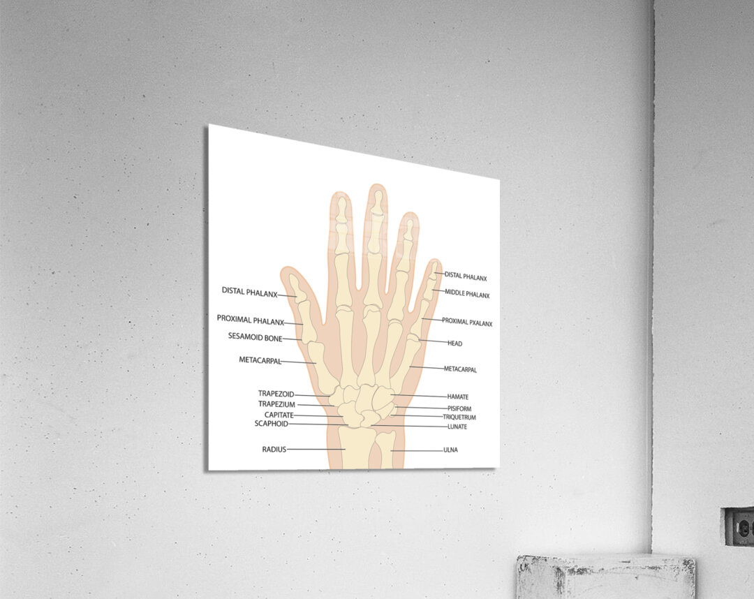Human hand anatomy  Acrylic Print
