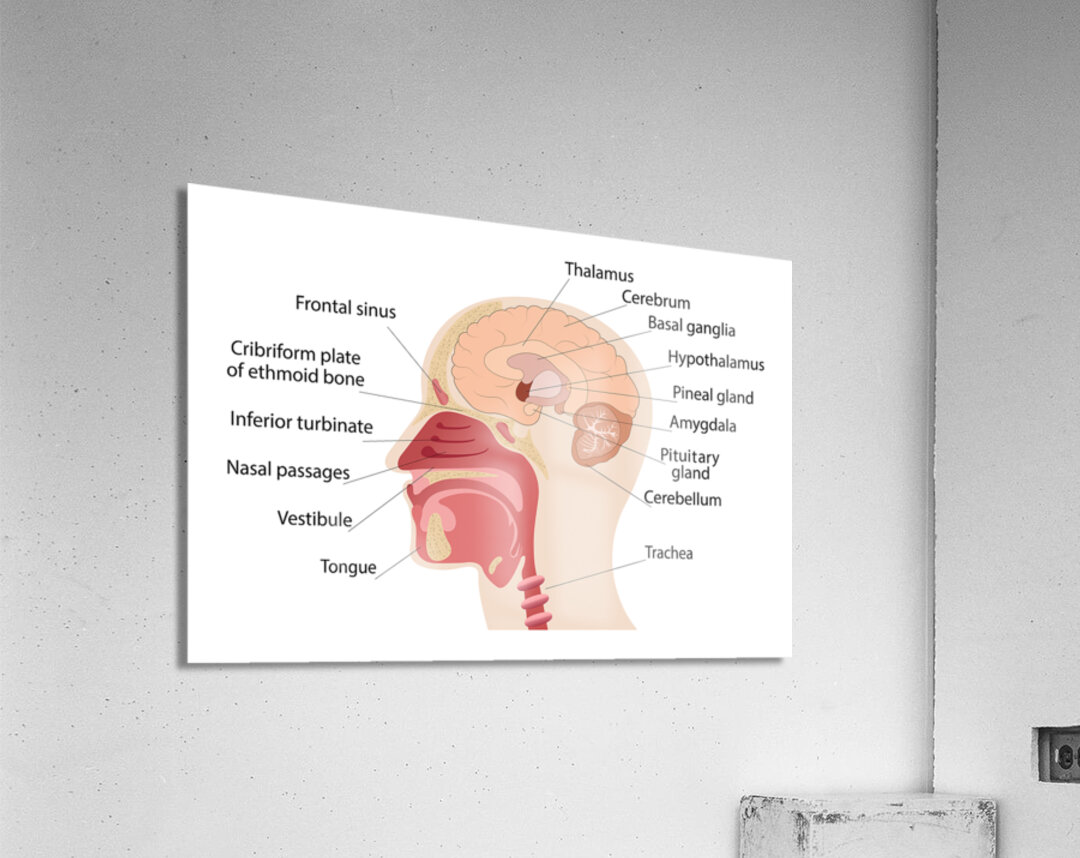 Anatomy of human brain and noise Acrylic Print