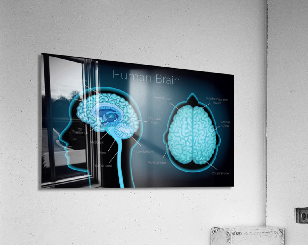 Human Brain Acrylic Print