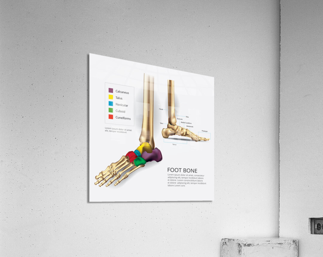 Foot Bone Acrylic Print