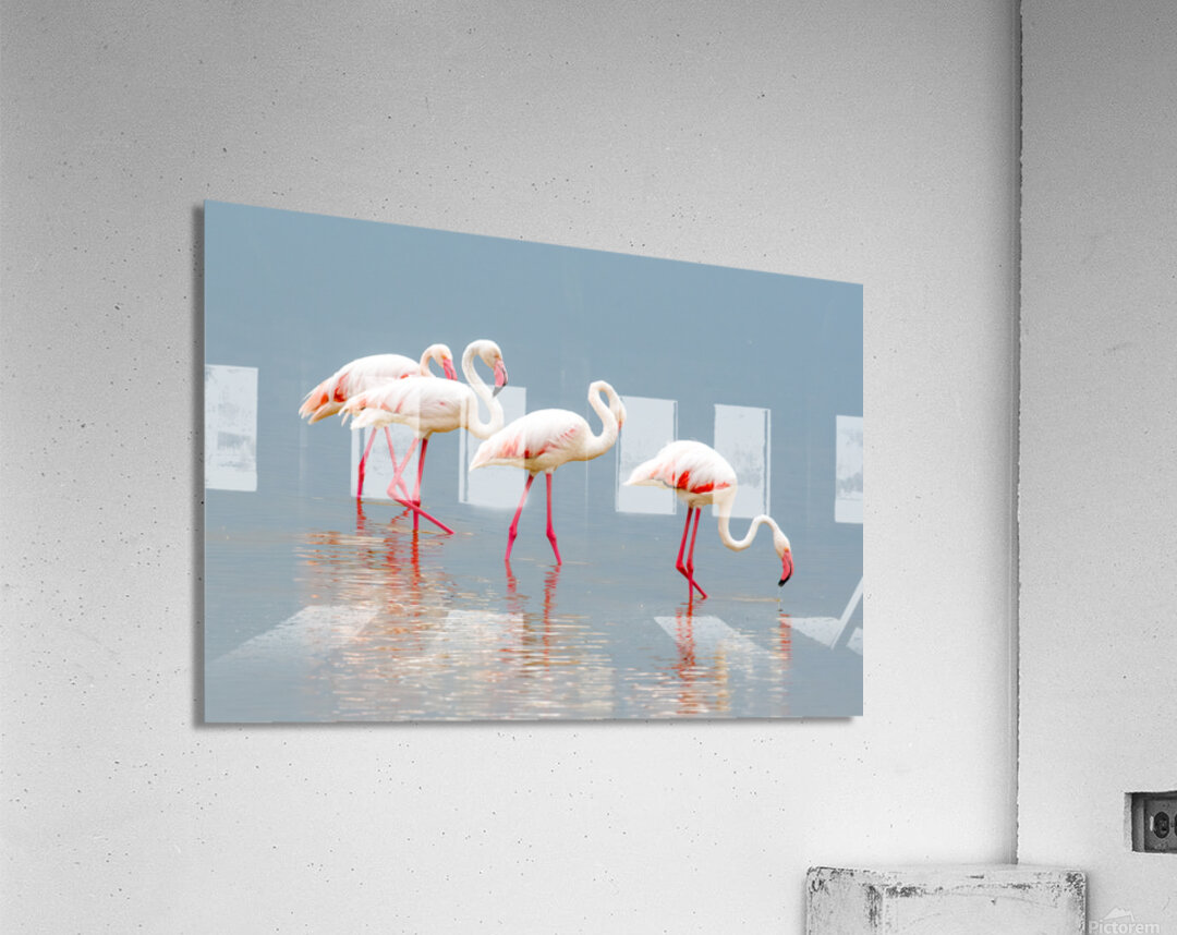 Amboseli Flamingos Acrylic Print