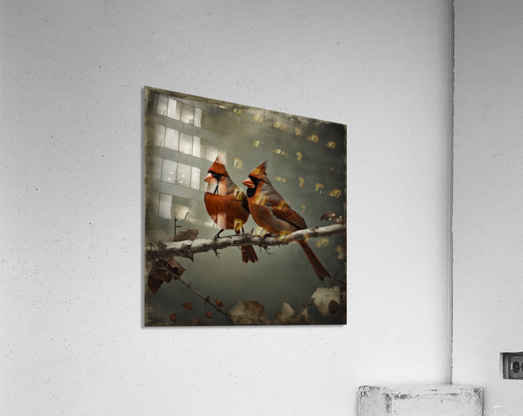 CARDINALS  4 Acrylic Print
