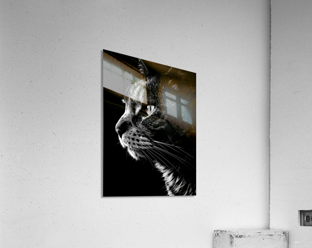 Monochrome Cat  Acrylic Print