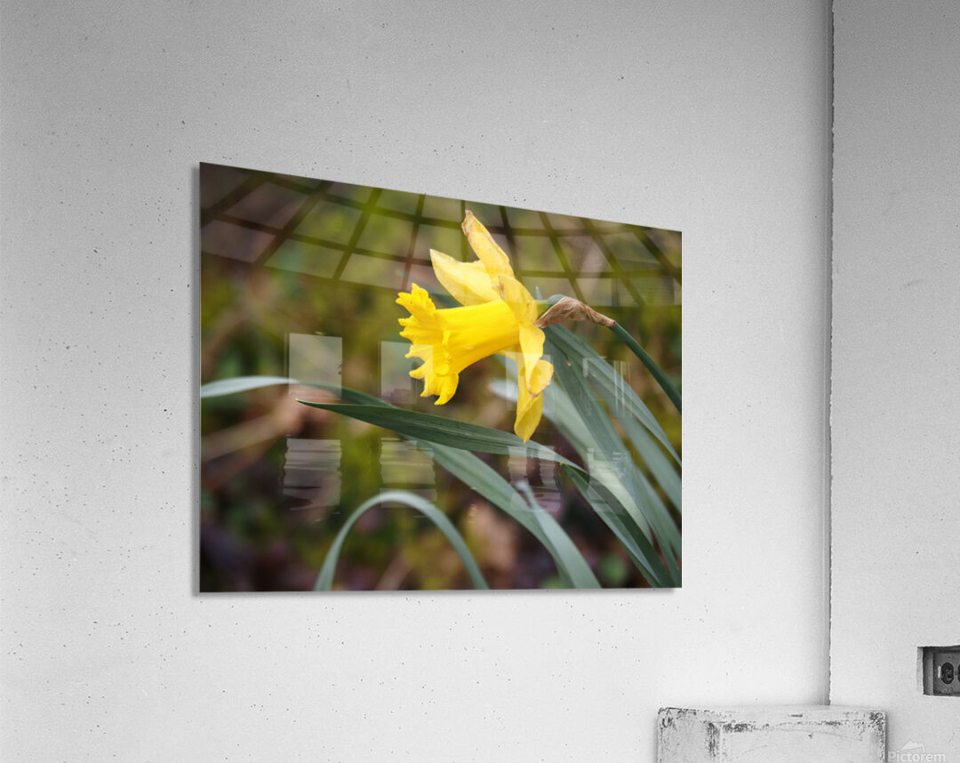     Lone Spring Daffodil                                                                                                                  Acrylic Print