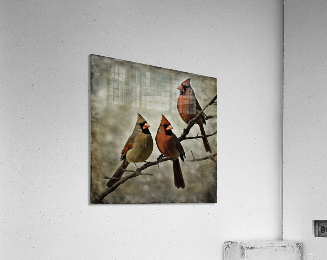 CARDINALS 7 Acrylic Print