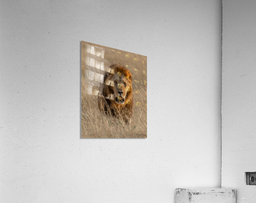 Couleur de feu Acrylic Print