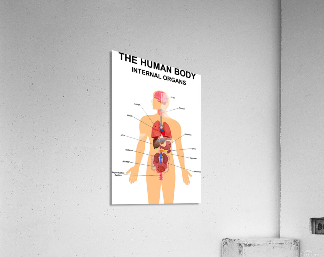 Internal organs of human body Acrylic Print