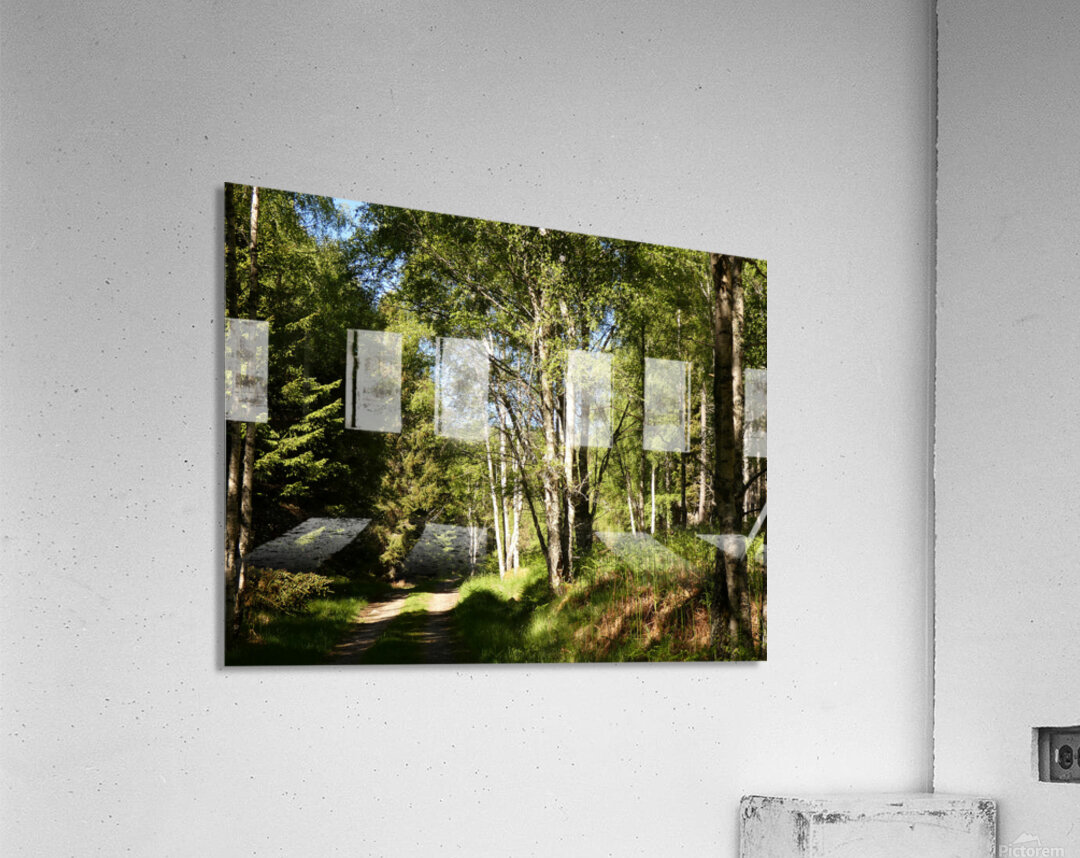 Summer Forest Path Through the Scottish Highlands Acrylic Print