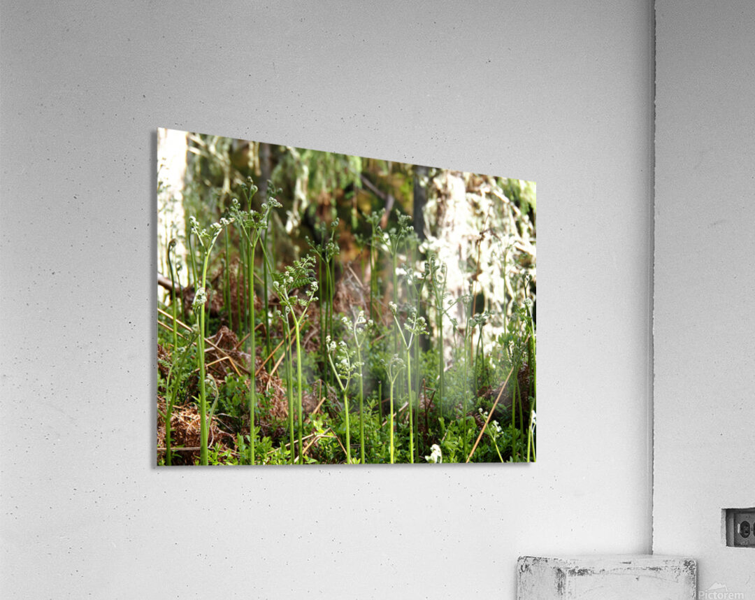 Young Ferns in the Scottish Highlands                                                                                                                      Acrylic Print