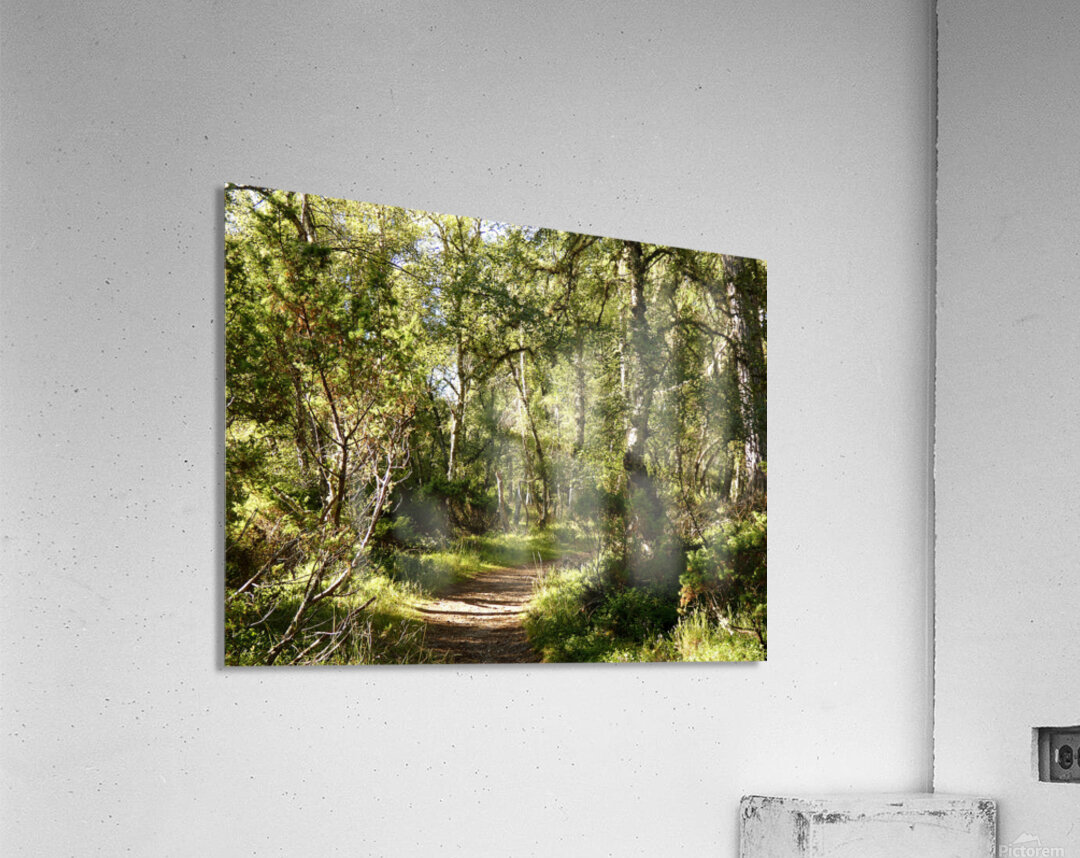 Scottish Highlands Forest Path  Acrylic Print