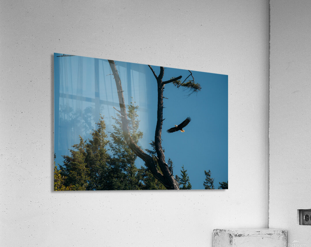 Eagle Flight Acrylic Print