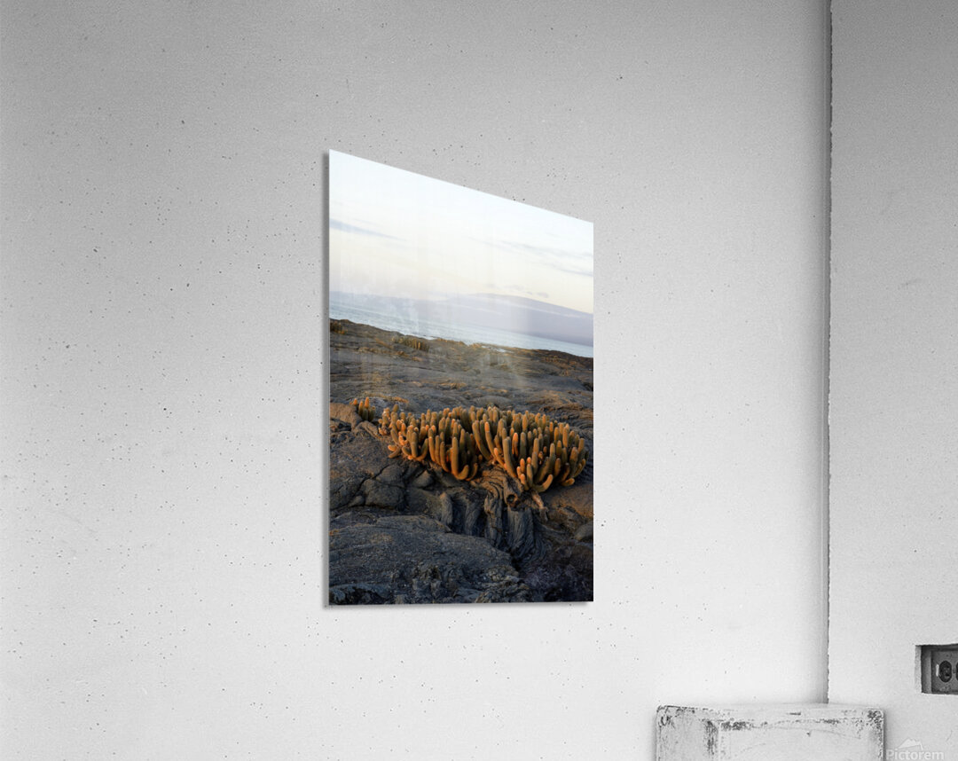 Lava Cactus Brachycereus nesioticus Punta Espinosa Fernandina Island Galapagos Islands Ecuador Acrylic Print