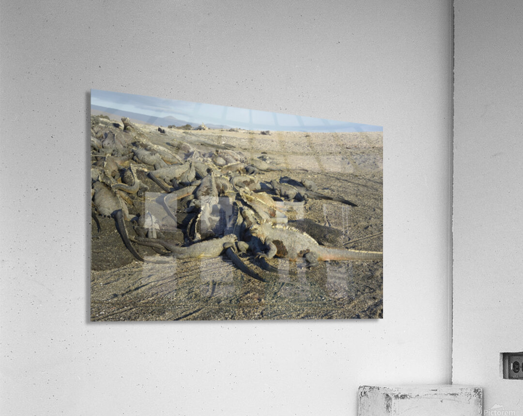Group of Marine Iguanas Punta Espinosa Fernandina Island Galapagos Islands Ecuador Acrylic Print