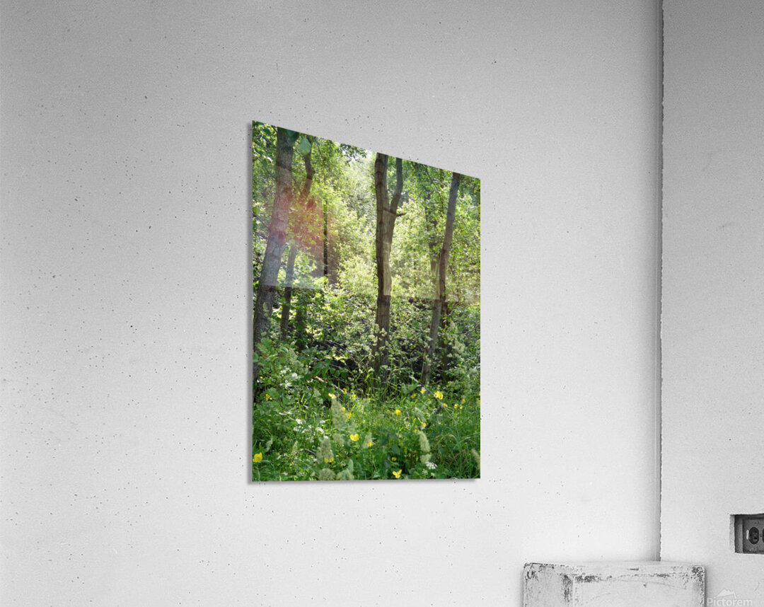 Forest Spring in the Scottish Highlands Acrylic Print