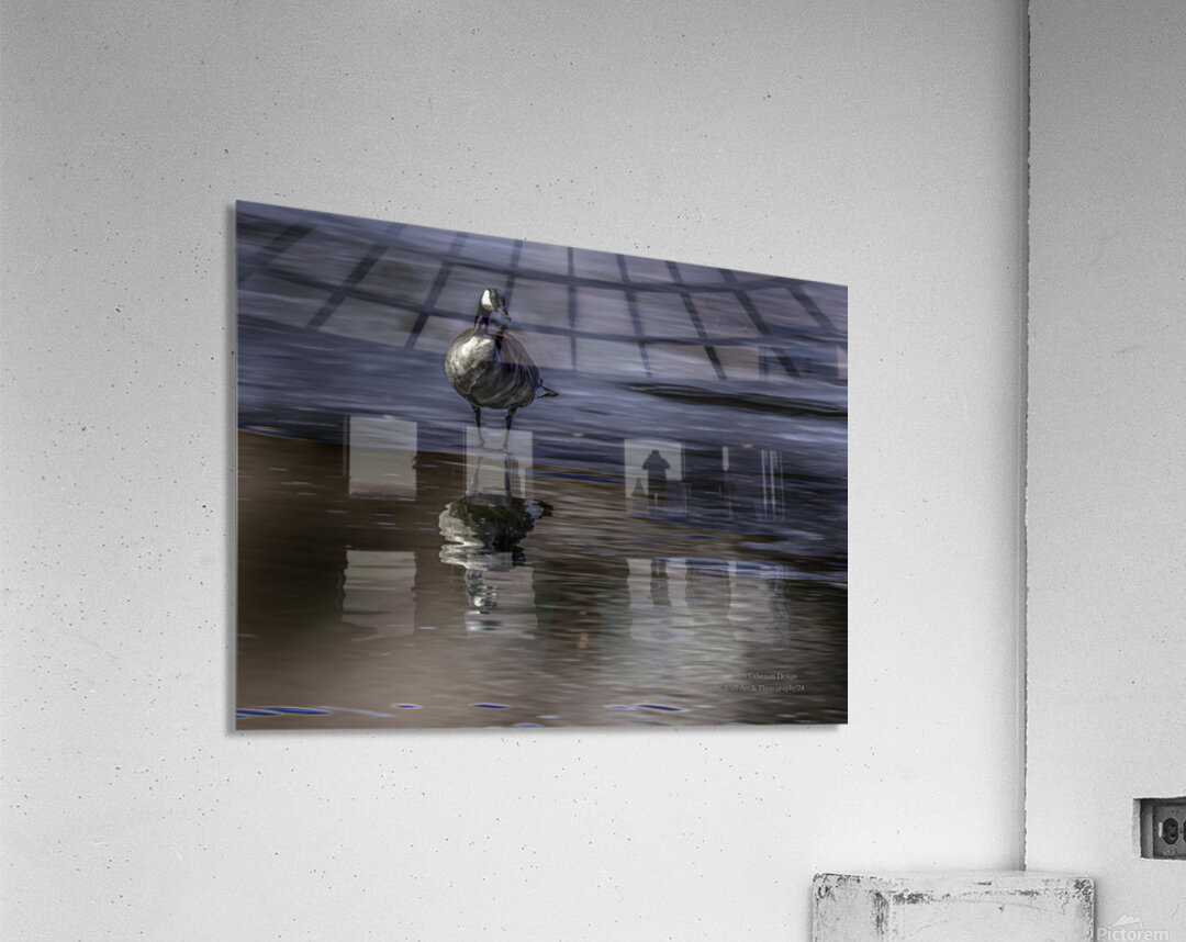 10886 Canada s  Goose Reflects Acrylic Print