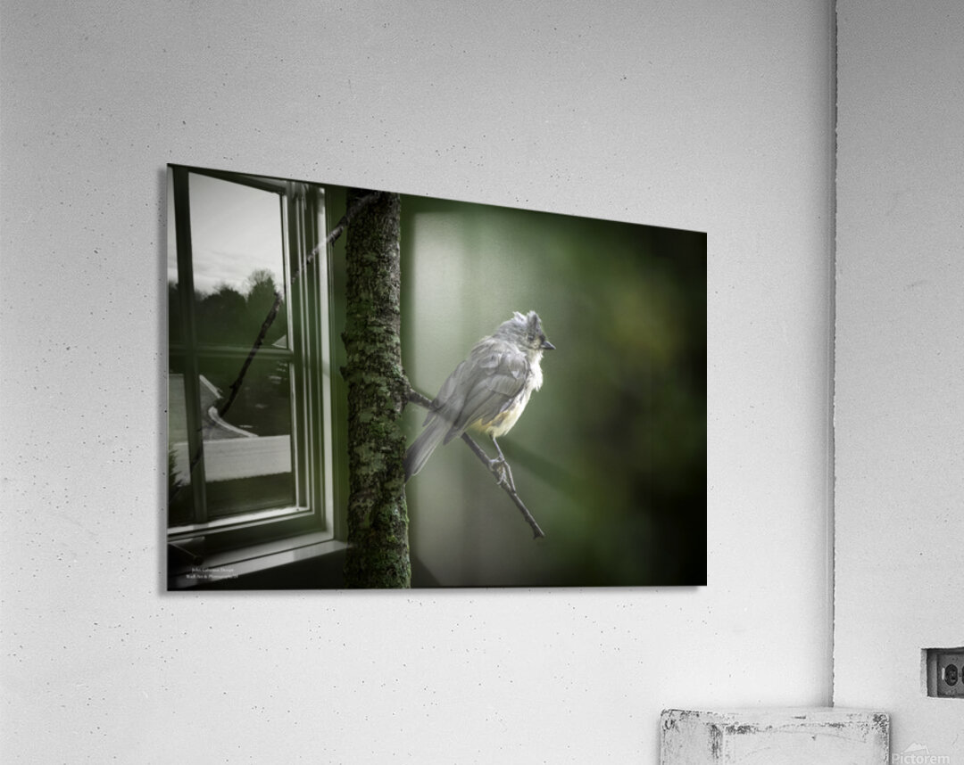 10759 Eastern Phoebe Sayornis phoebe Acrylic Print