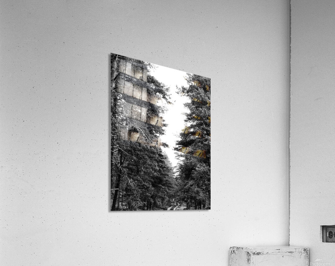 Monochrome Pine Woods in the Scottish Highlands                                                                                                                      Acrylic Print