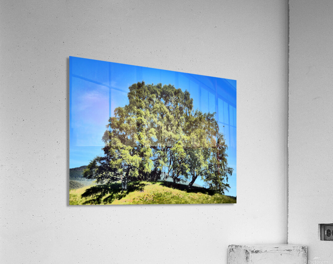 Scottish Highlands Birch Tree Trio Acrylic Print