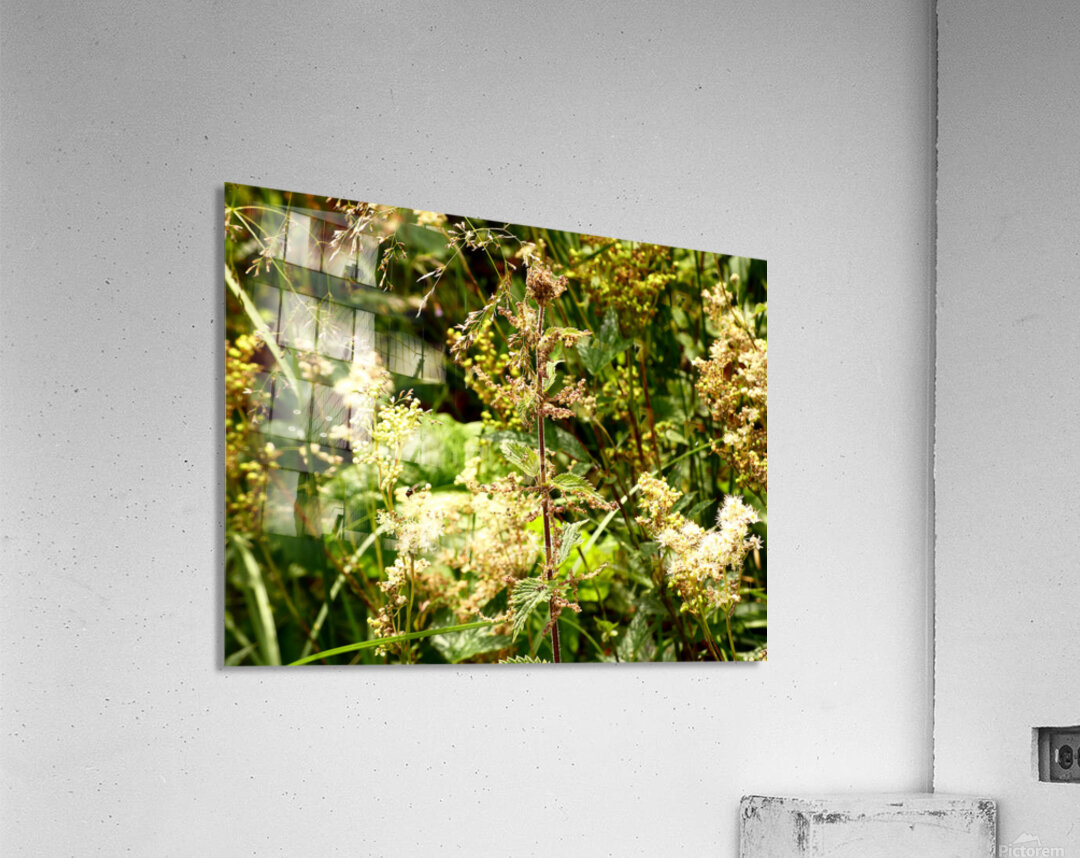 Wild Flowers Delight in the Scottish Highlands Acrylic Print