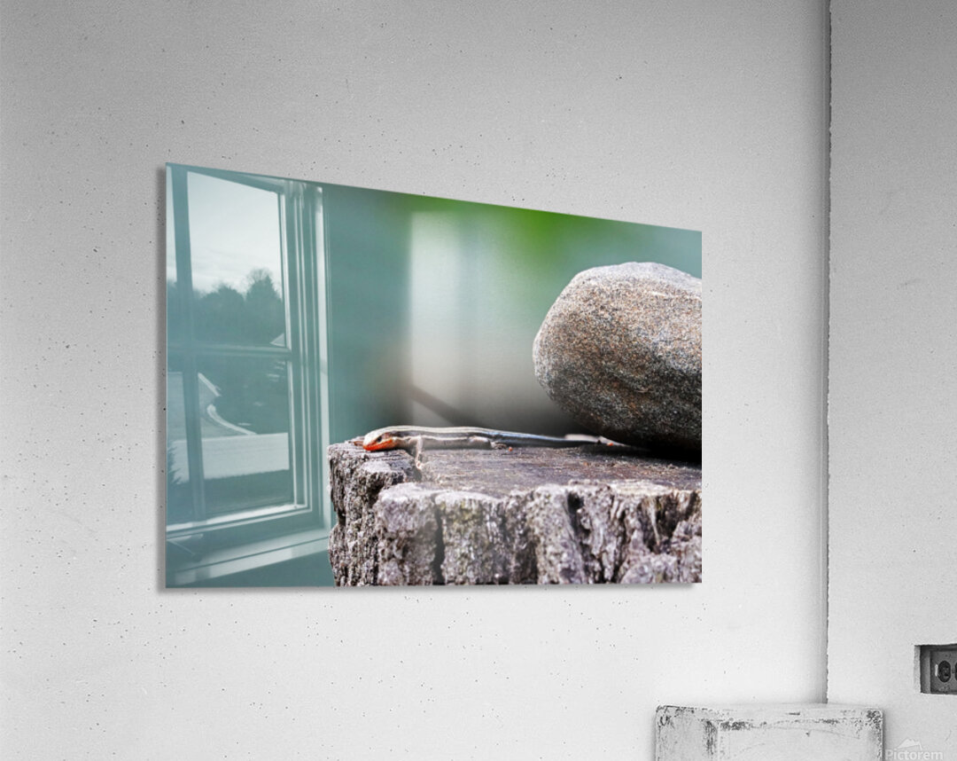 Juvenile Five Lined Skink Acrylic Print