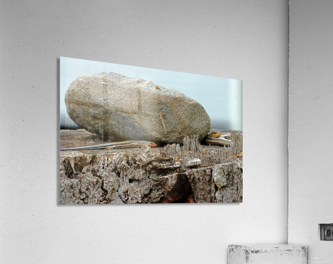 Five Lined Skink And Garter Snake Acrylic Print