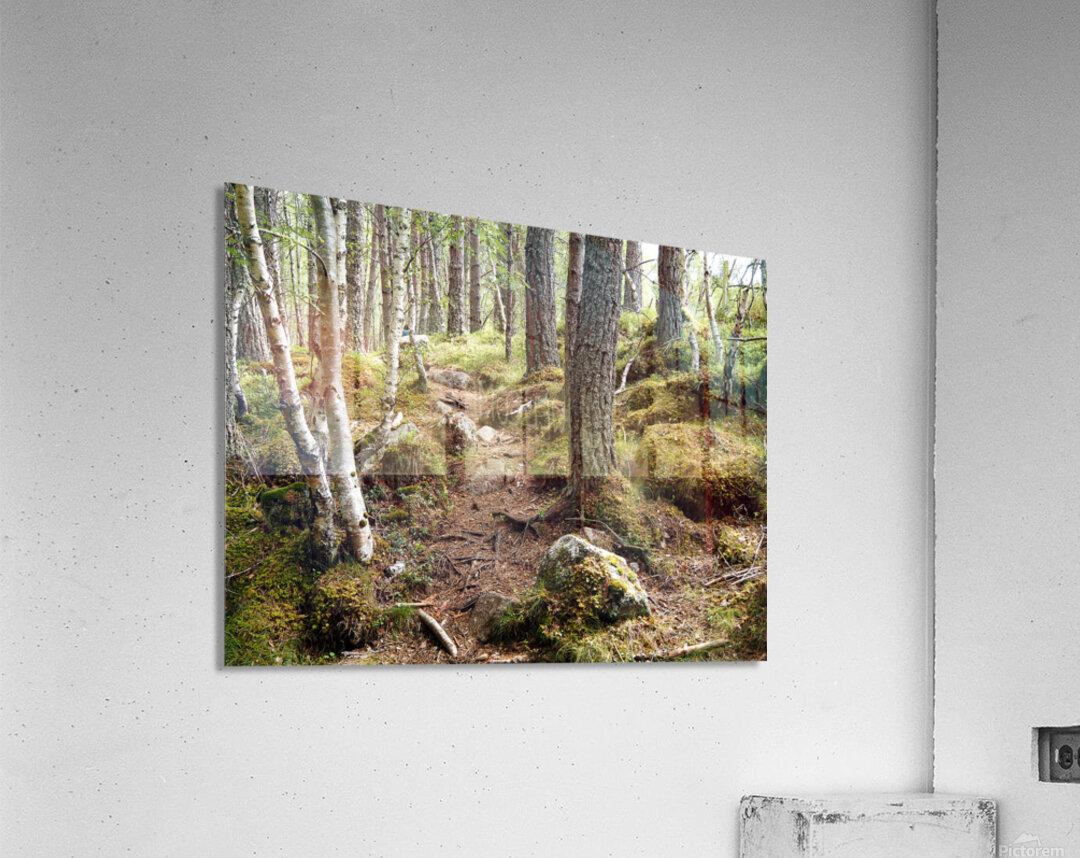  Scottish Highlands Forest Trail                                                                                                                     Acrylic Print