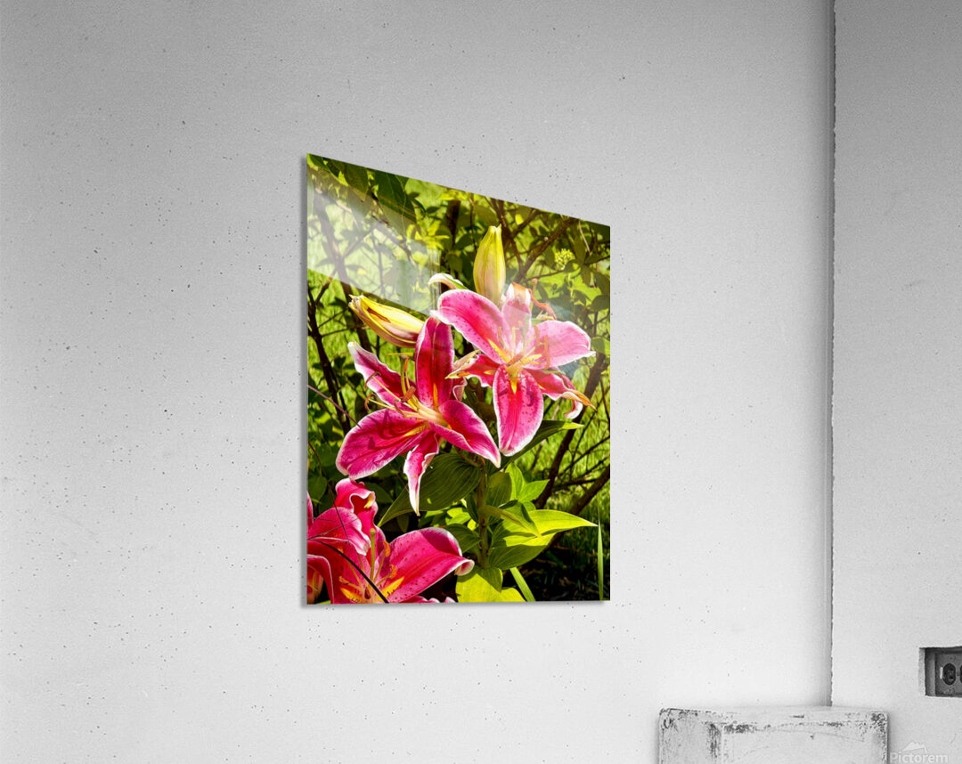 Nancys Day Lily Acrylic Print