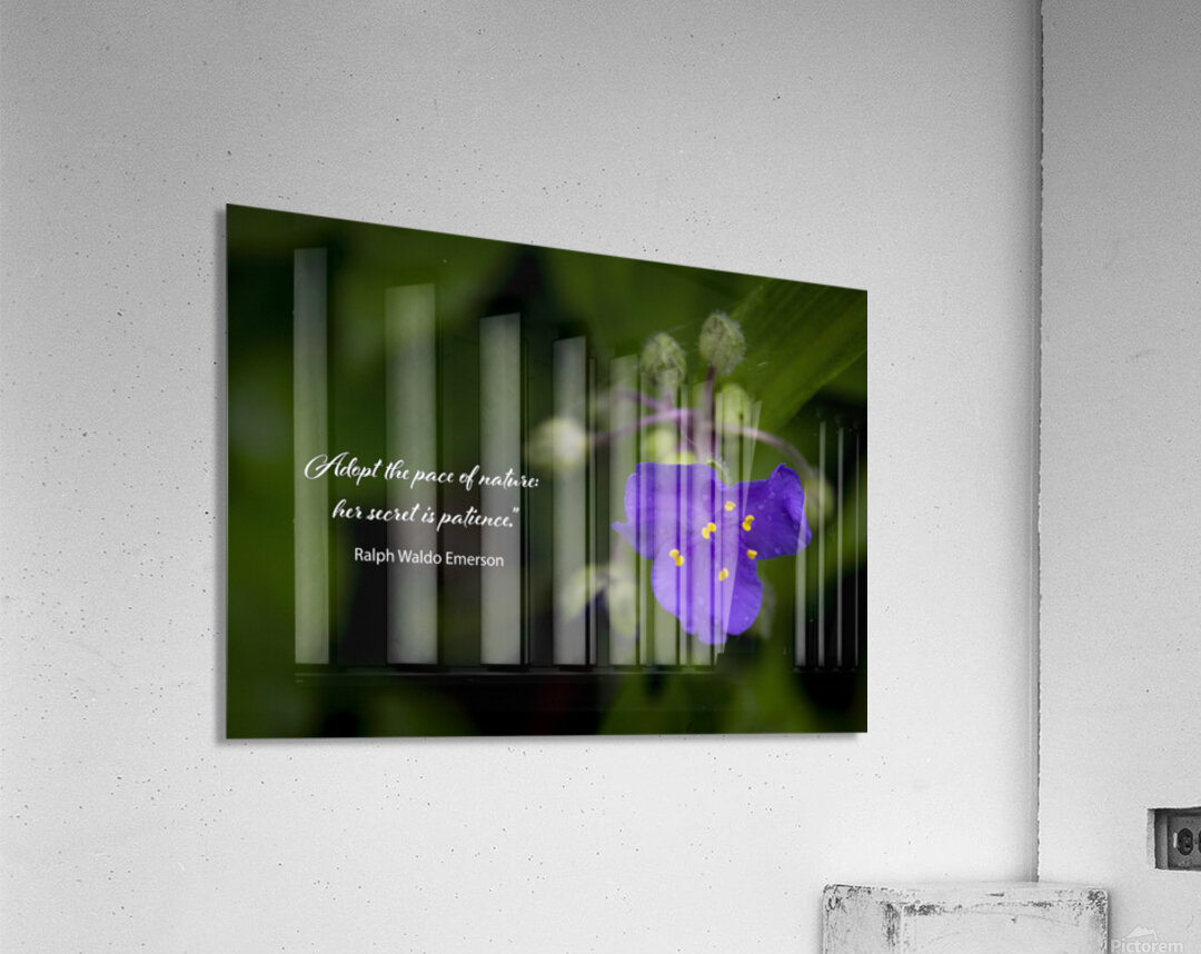 Adopt Patience Acrylic Print