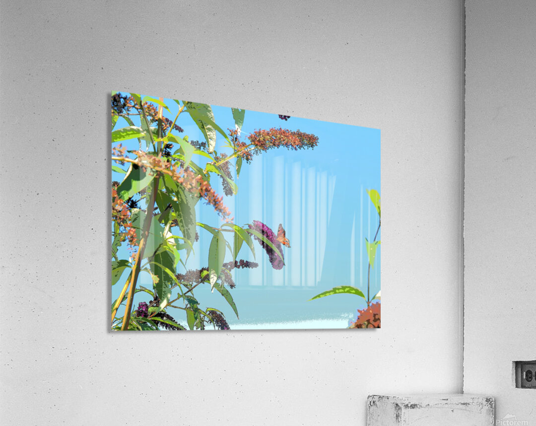 Butterfly on Vibrant Buddleia Blossoms                                                                                                                     Acrylic Print