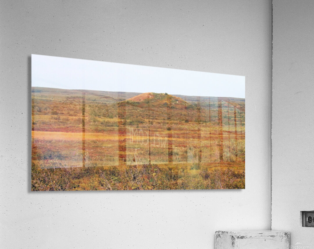 Pingo And Tundra Acrylic Print