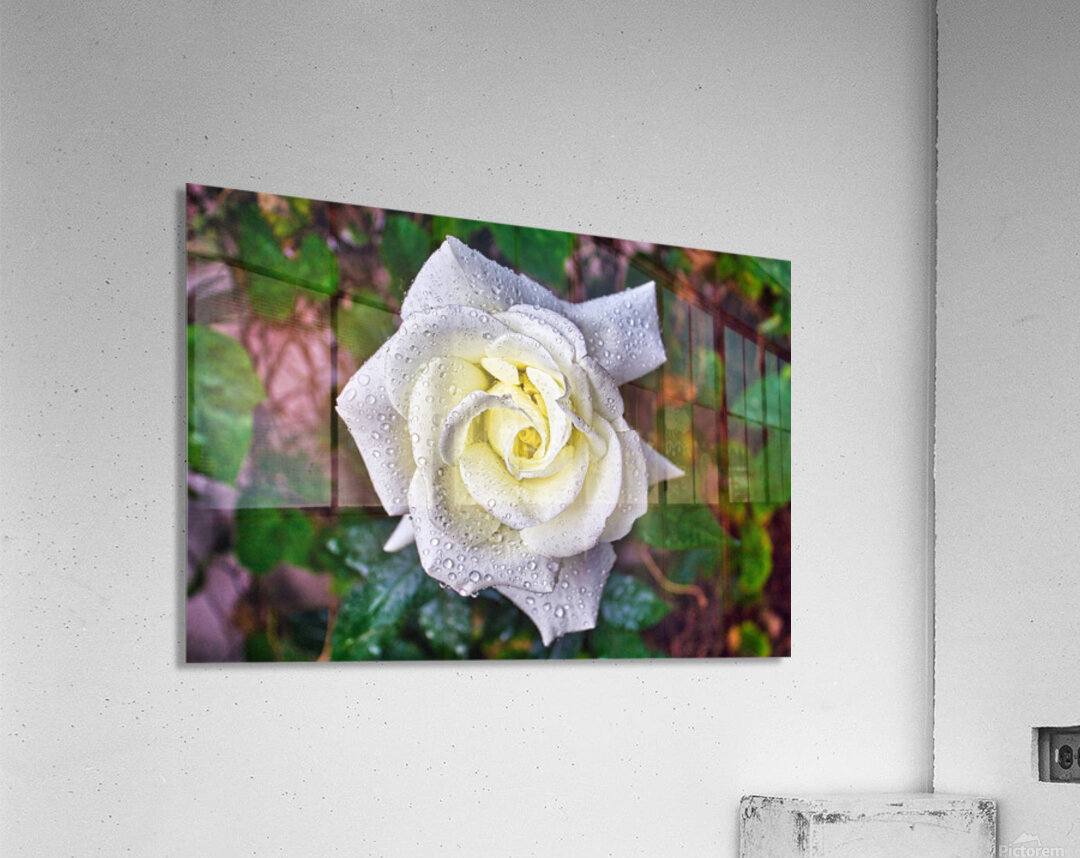 WHITE ROSE   Acrylic Print