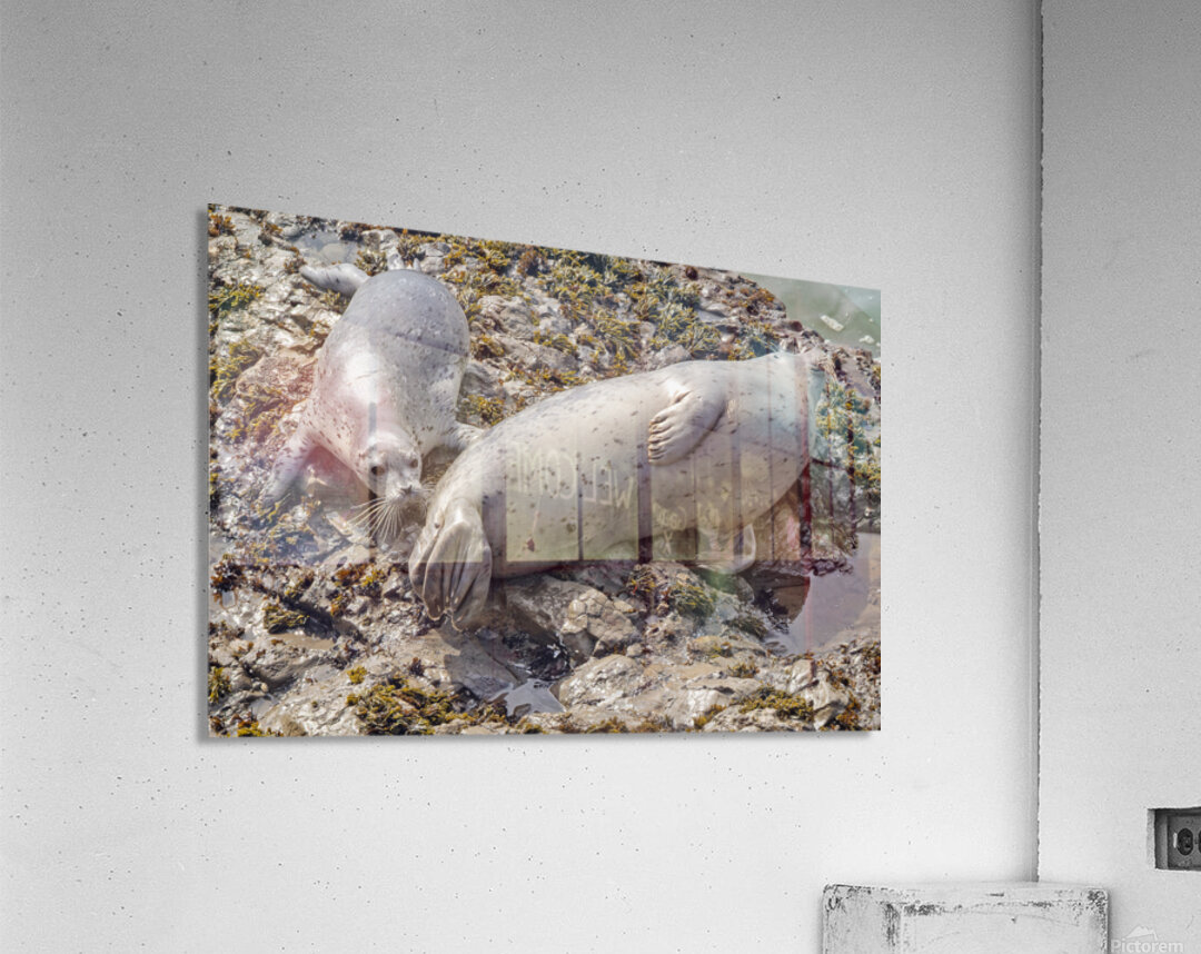 Seal pup and mom on rocks Acrylic Print