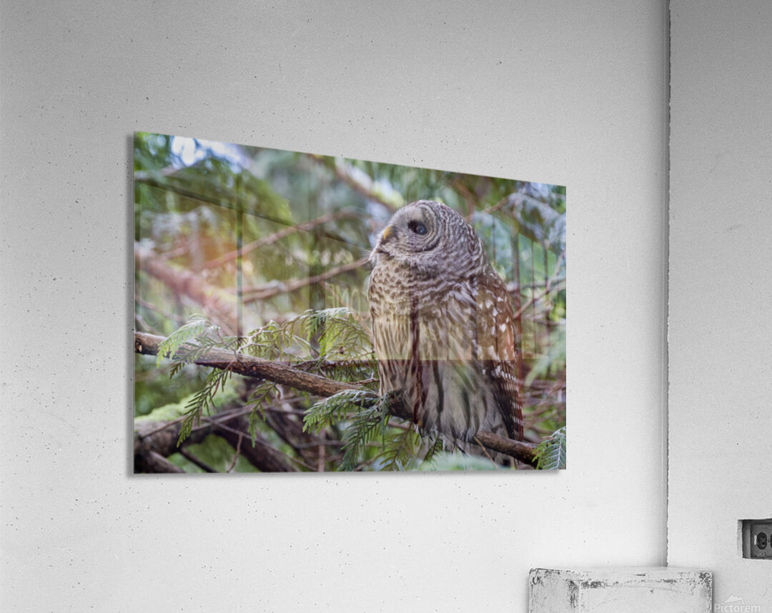 Barred Owl gazing up at the sky Acrylic Print