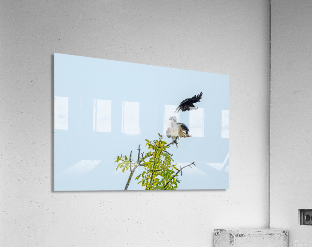 Osprey being strafed by an American Crow Acrylic Print