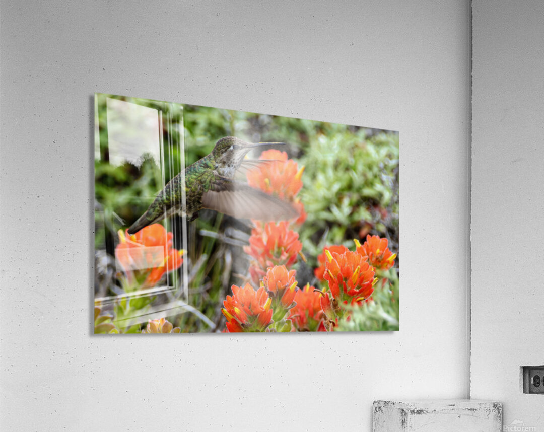 Hummingbird over orange flowers Acrylic Print