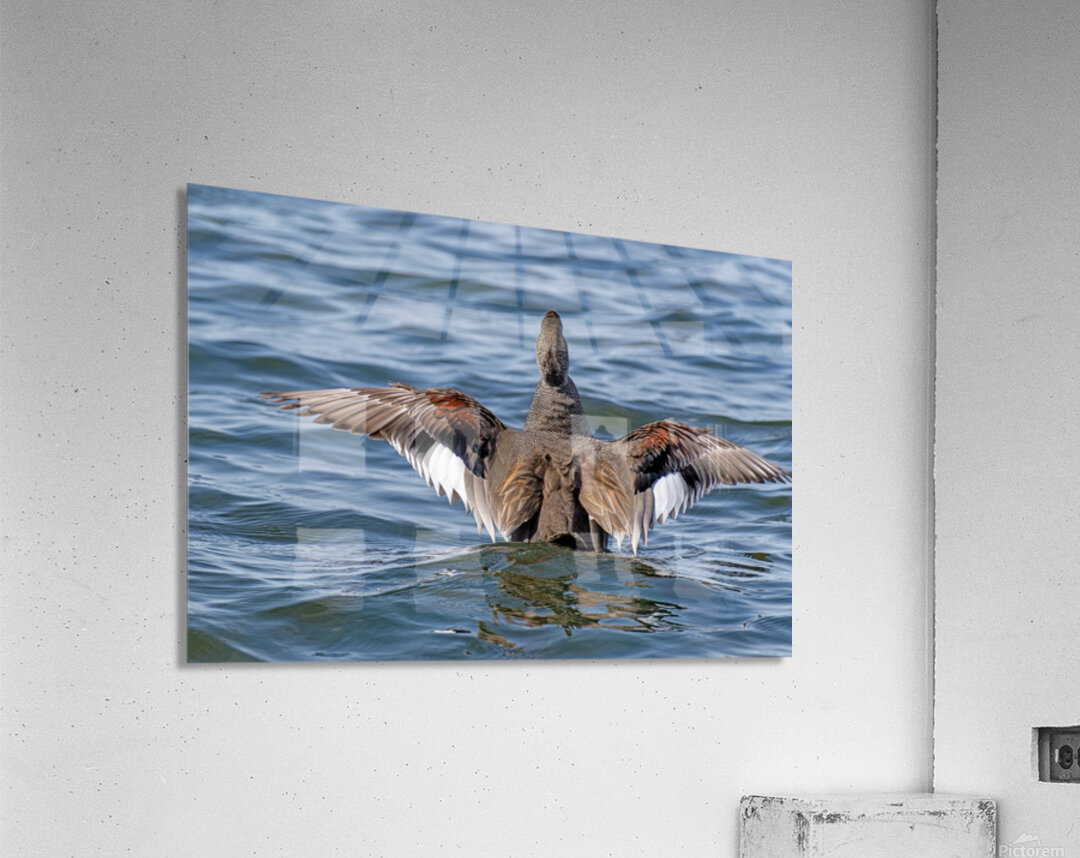Male Gadwall wing display Acrylic Print