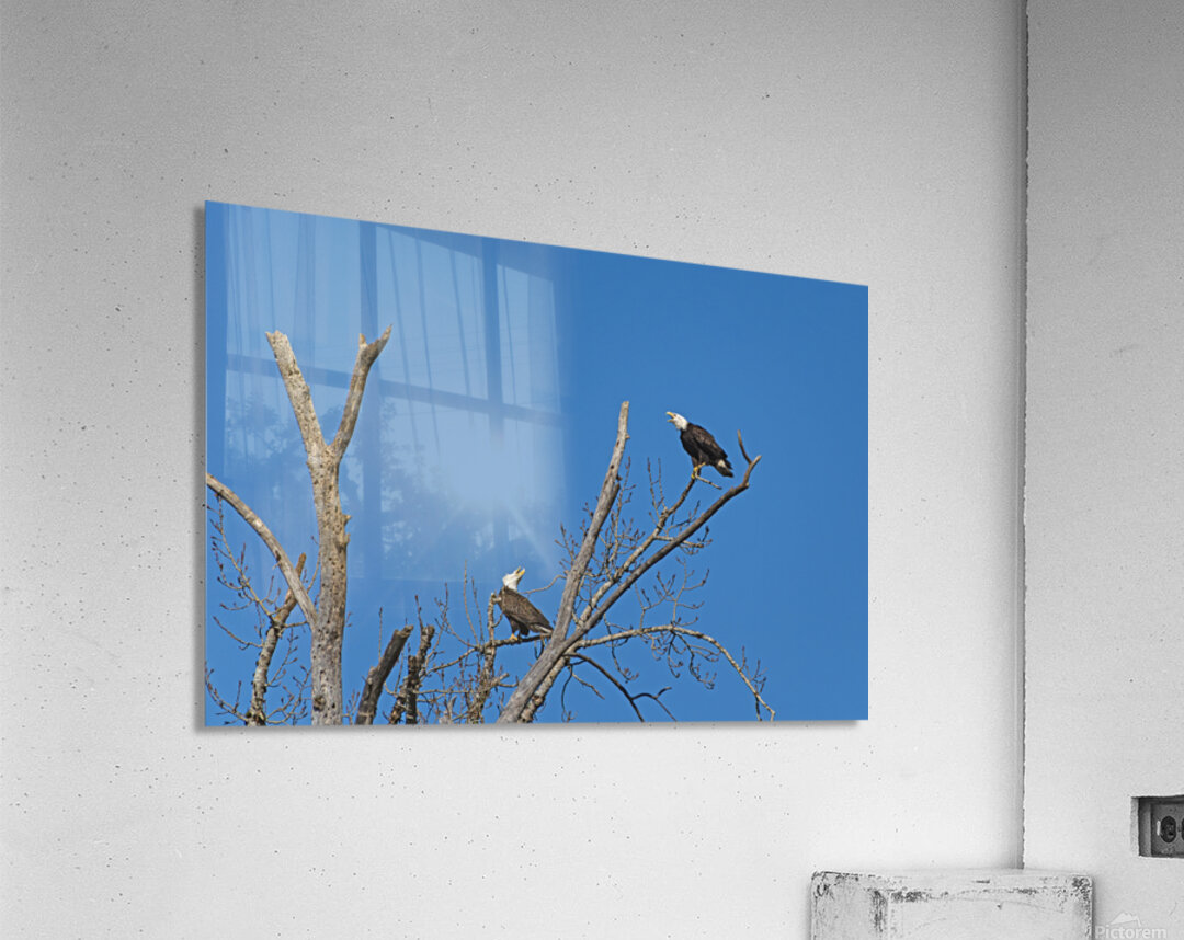 Bald Eagle Pair vocalizing to each other Acrylic Print
