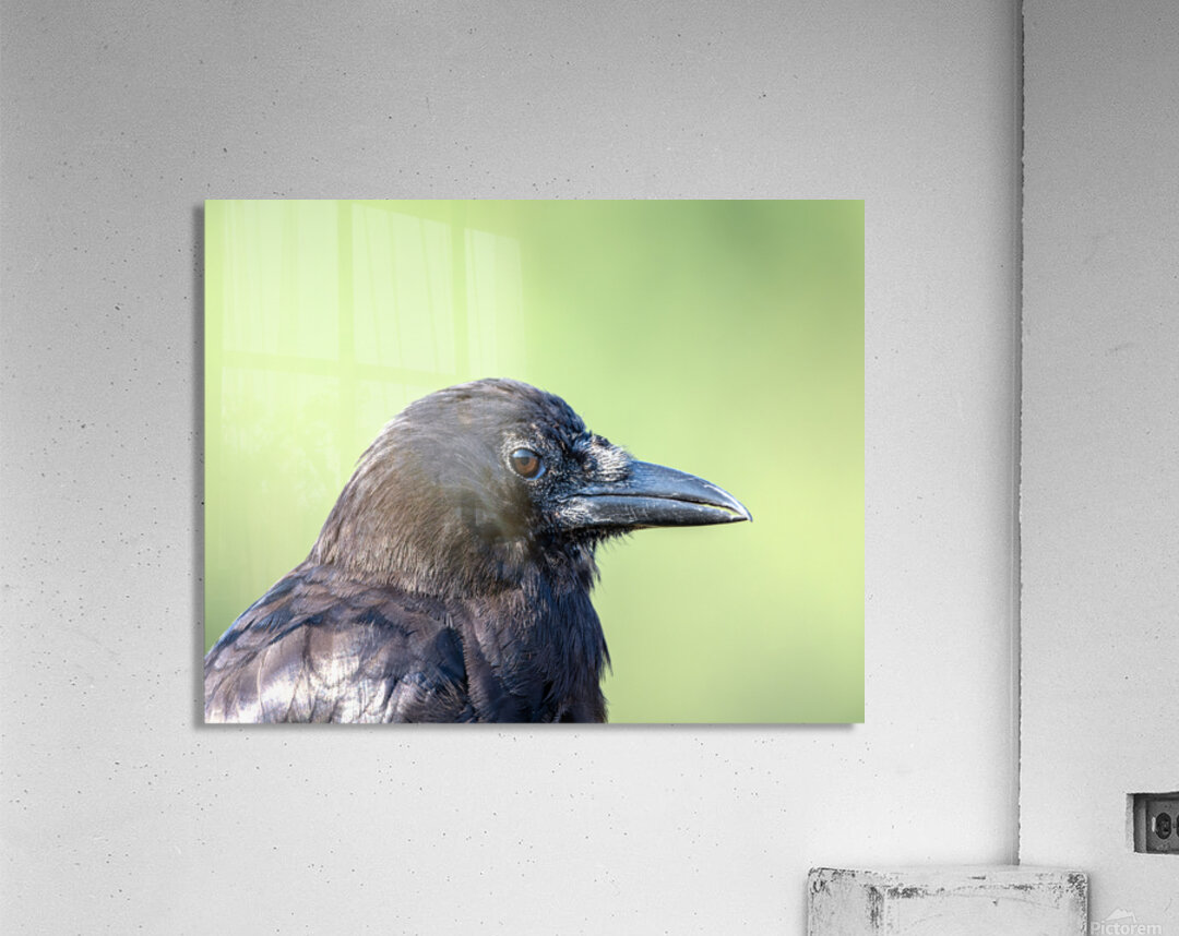 Close up profile of single American Crow Acrylic Print