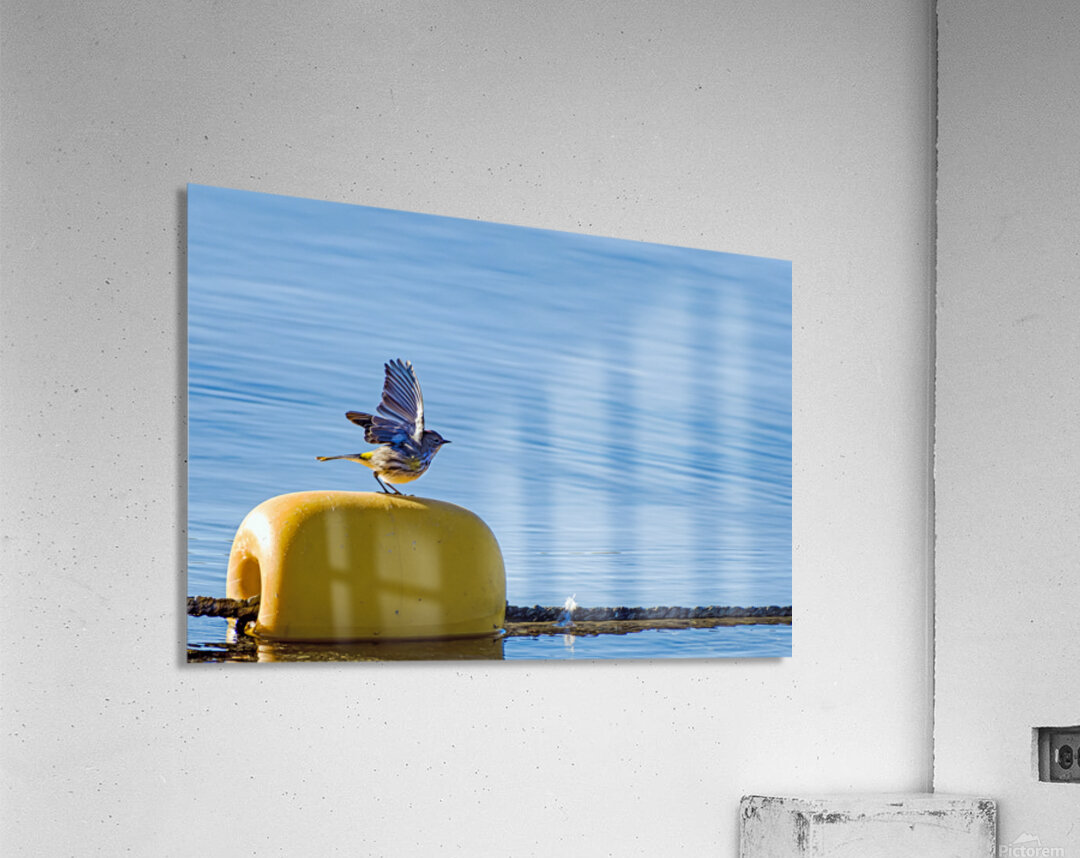 Golden crowned Kinglet Taking Off Acrylic Print